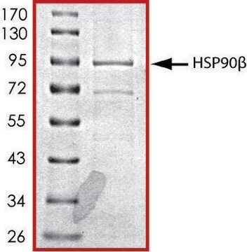 HSP90&#946;, His tagged human recombinant, expressed in baculovirus infected Sf9 cells, &#8805;70% (SDS-PAGE), buffered aqueous glycerol solution