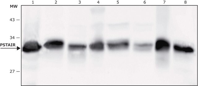 Anti-PSTAIR antibody, Mouse monoclonal clone PSTAIR, purified from hybridoma cell culture