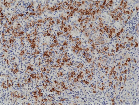 Anti-CD163 antibody, Rabbit monoclonal recombinant, expressed in HEK 293 cells, clone RM371, purified immunoglobulin