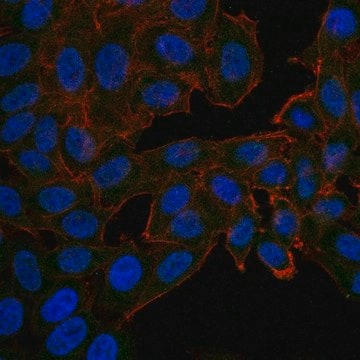 Anti-Src Antibody, clone GD11, Alexa Fluor&#8482; 488 conjugate clone GD11, from mouse, ALEXA FLUOR&#8482; 488