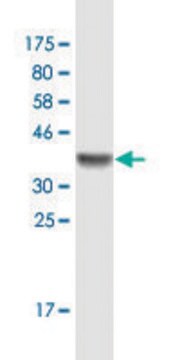 Monoclonal Anti-SETDB1 antibody produced in mouse clone 4E8, ascites fluid