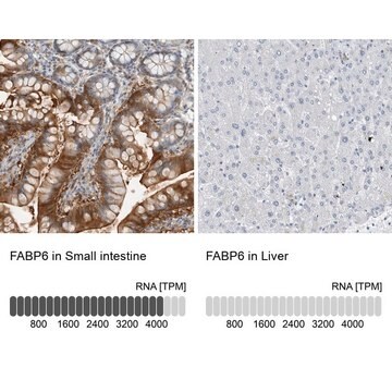 Anti-FABP6 antibody produced in rabbit Prestige Antibodies&#174; Powered by Atlas Antibodies, affinity isolated antibody, buffered aqueous glycerol solution