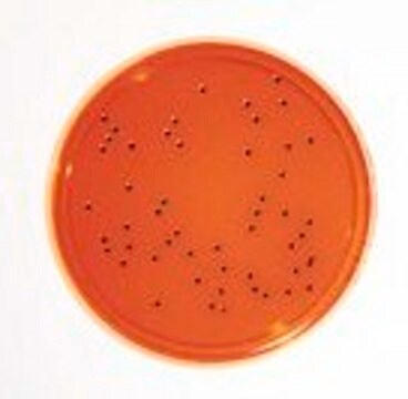 HEIMPLATE XLD Agar - LI EP+USP 30ml Selective media for the isolation of Salmonella and Shigella in pharmaceuticals and clinical materials