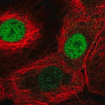 Anti-FAM58A antibody produced in rabbit Prestige Antibodies&#174; Powered by Atlas Antibodies, affinity isolated antibody