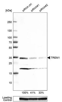 Monoclonal Anti-TREM1 antibody produced in mouse Prestige Antibodies&#174; Powered by Atlas Antibodies, clone CL7111, purified immunoglobulin, buffered aqueous glycerol solution