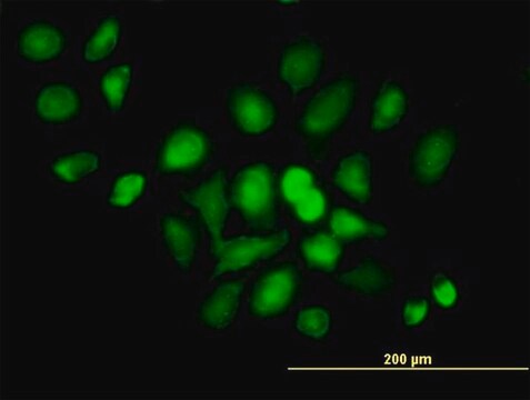 Anti-DDX20 antibody produced in mouse purified immunoglobulin, buffered aqueous solution