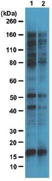 Anti-O-GlcNAc Antibody, clone 9D1.E4(10) clone 9D1.E4(10), from mouse