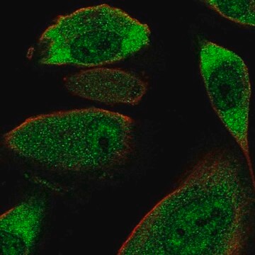 Anti-COL28A1 antibody produced in rabbit Prestige Antibodies&#174; Powered by Atlas Antibodies, affinity isolated antibody