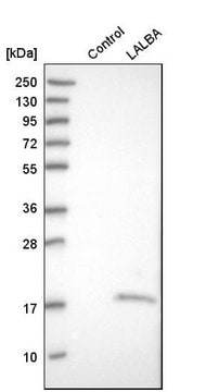 Anti-LALBA antibody produced in rabbit Prestige Antibodies&#174; Powered by Atlas Antibodies, affinity isolated antibody, buffered aqueous glycerol solution