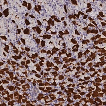 Anti-RTTN antibody produced in rabbit Prestige Antibodies&#174; Powered by Atlas Antibodies, affinity isolated antibody, buffered aqueous glycerol solution