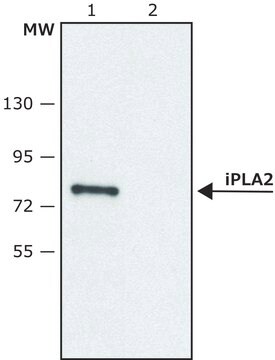 Anti-Phospholipase A2 (iPLA2) (C-terminal region) antibody produced in rabbit ~1.5&#160;mg/mL, affinity isolated antibody