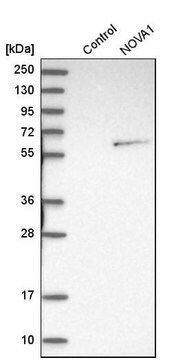 Anti-NOVA1 antibody produced in rabbit Prestige Antibodies&#174; Powered by Atlas Antibodies, affinity isolated antibody, buffered aqueous glycerol solution