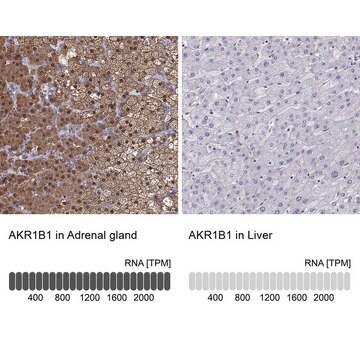 抗AKR1B1抗体 ウサギ宿主抗体 Prestige Antibodies&#174; Powered by Atlas Antibodies, affinity isolated antibody, buffered aqueous glycerol solution