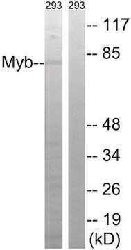 Anti-MYB antibody produced in rabbit affinity isolated antibody