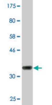 Monoclonal Anti-CIDEC antibody produced in mouse clone 2E2, purified immunoglobulin, buffered aqueous solution