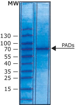 Peptidyl Arginine Deiminase Type 4 human recombinant, expressed in E. coli, aqueous solution