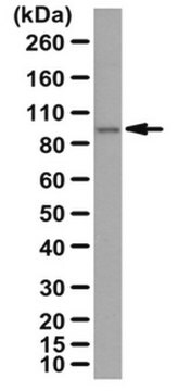 Anti-PLK-4 Antibody from rabbit