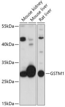 Anti-GSTM1 antibody produced in rabbit