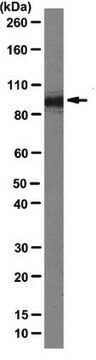 Anti-Importin beta-1 Antibody, clone 3H14 clone 3H14, from mouse