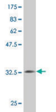 Monoclonal Anti-MS4A2 antibody produced in mouse clone 3B1, purified immunoglobulin, buffered aqueous solution