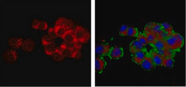 Anti-Vesicular Glutamate Transporter 3 (VGLUT3) Antibody serum, from guinea pig