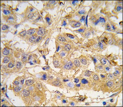 Anti-MIPEP (N-term) antibody produced in rabbit Ig fraction of antiserum, buffered aqueous solution