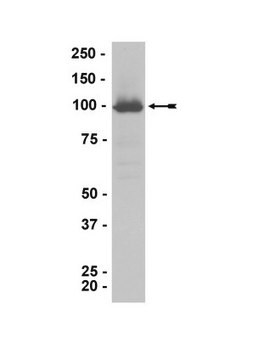 Anti-RAD21 Antibody Upstate&#174;, from mouse