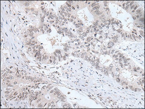 Anti-TCF7L1 affinity isolated antibody