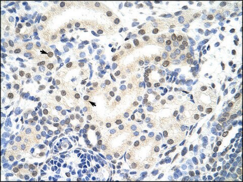 Anti-SNRP70 antibody produced in rabbit IgG fraction of antiserum