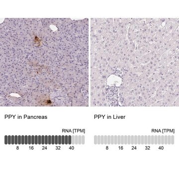 Anti-PPY antibody produced in rabbit Prestige Antibodies&#174; Powered by Atlas Antibodies, affinity isolated antibody, buffered aqueous glycerol solution