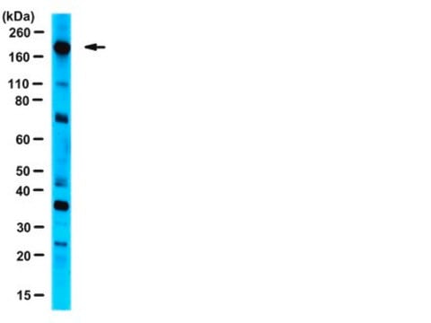 Anti-eIF4G Antibody serum, from rabbit