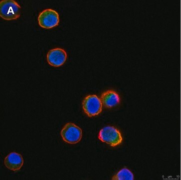 Anti-Tec Antibody, clone 19M23, ZooMAb&#174; Rabbit Monoclonal recombinant, expressed in HEK 293 cells