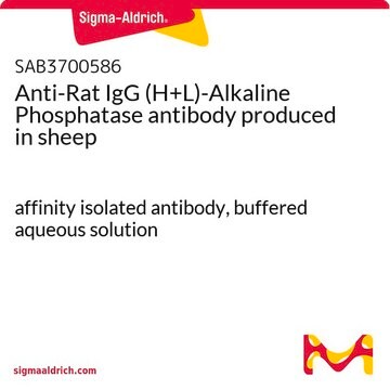 Anti-Rat IgG (H+L)-Alkaline Phosphatase antibody produced in sheep affinity isolated antibody, buffered aqueous solution