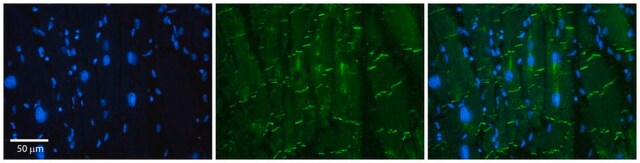 Anti-AMOT (ab2) antibody produced in rabbit affinity isolated antibody