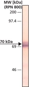 Monoclonal Anti-Vascular Endothelial Growth Factor Receptor-1 antibody produced in mouse clone FLT-11, ascites fluid