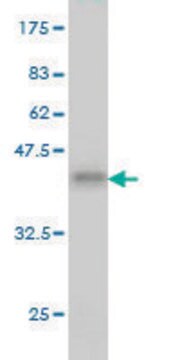 Monoclonal Anti-PDE3B antibody produced in mouse clone 4A4, purified immunoglobulin, buffered aqueous solution