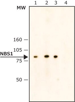 Monoclonal Anti-NBS1 (Nibrin) antibody produced in mouse ~2&#160;mg/mL, clone NBS1-501, purified immunoglobulin, buffered aqueous solution