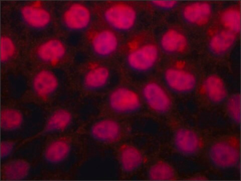 Anti-Drosha antibody produced in rabbit ~1.0&#160;mg/mL, affinity isolated antibody