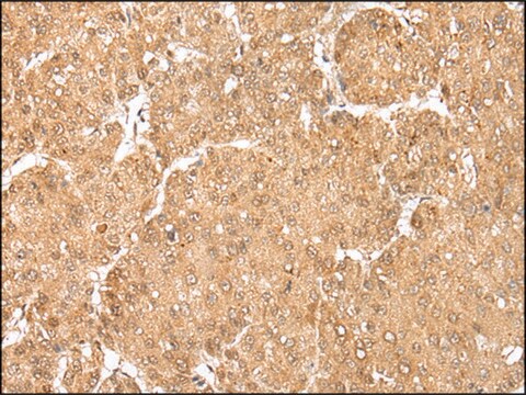 Anti-MAFA affinity isolated antibody