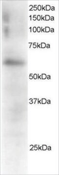 Anti-FGR antibody produced in goat affinity isolated antibody, buffered aqueous solution