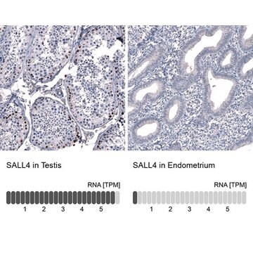 Monoclonal Anti-SALL4 antibody produced in mouse Prestige Antibodies&#174; Powered by Atlas Antibodies, clone CL12180, purified immunoglobulin, buffered aqueous glycerol solution