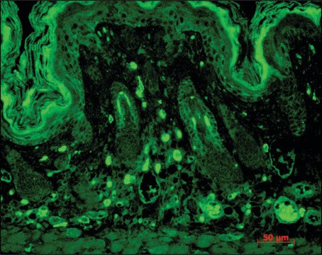 Monoclonal Anti-DLG4 antibody produced in mouse clone 7E3, 1&#160;mg/mL, purified immunoglobulin