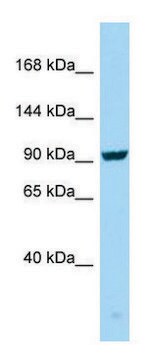 Anti-SEZ6 (C-terminal) antibody produced in rabbit affinity isolated antibody