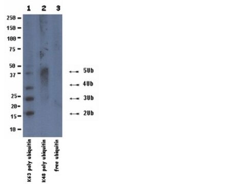 Anti-Ubiquitin Antibody, Lys63-Specific, clone HWA4C4 clone HWA4C4, from mouse