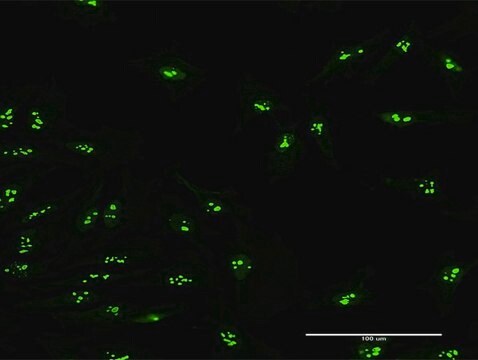 Anti-KIAA0020 antibody produced in mouse purified immunoglobulin, buffered aqueous solution