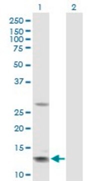 Anti-GHRH antibody produced in rabbit purified immunoglobulin, buffered aqueous solution