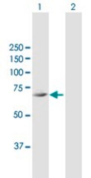 Anti-FLJ21963 antibody produced in mouse purified immunoglobulin, buffered aqueous solution