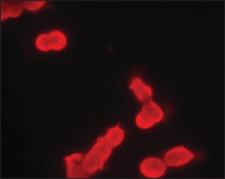 Monoclonal Anti-phospho-MDMX (pTyr99) antibody produced in mouse ~2&#160;mg/mL, clone PH-MDMX-169, purified immunoglobulin, buffered aqueous solution