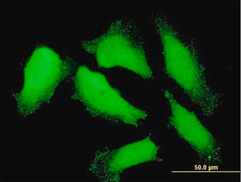 Monoclonal Anti-NXT1 antibody produced in mouse clone 4F11, purified immunoglobulin, buffered aqueous solution