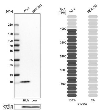 Anti-S100A6 antibody produced in rabbit Prestige Antibodies&#174; Powered by Atlas Antibodies, affinity isolated antibody, buffered aqueous glycerol solution